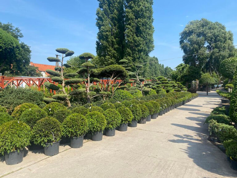 A leggyakoribb örökzöldek